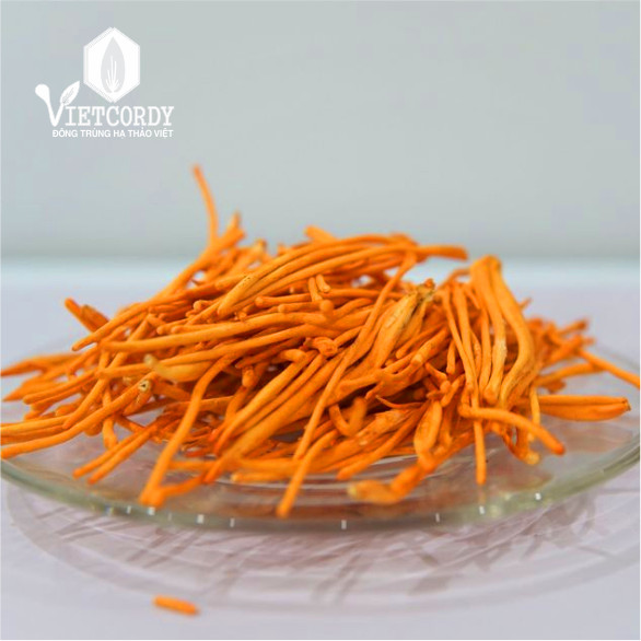 ĐÔNG TRÙNG HẠ THẢO